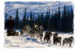 The Iditarod